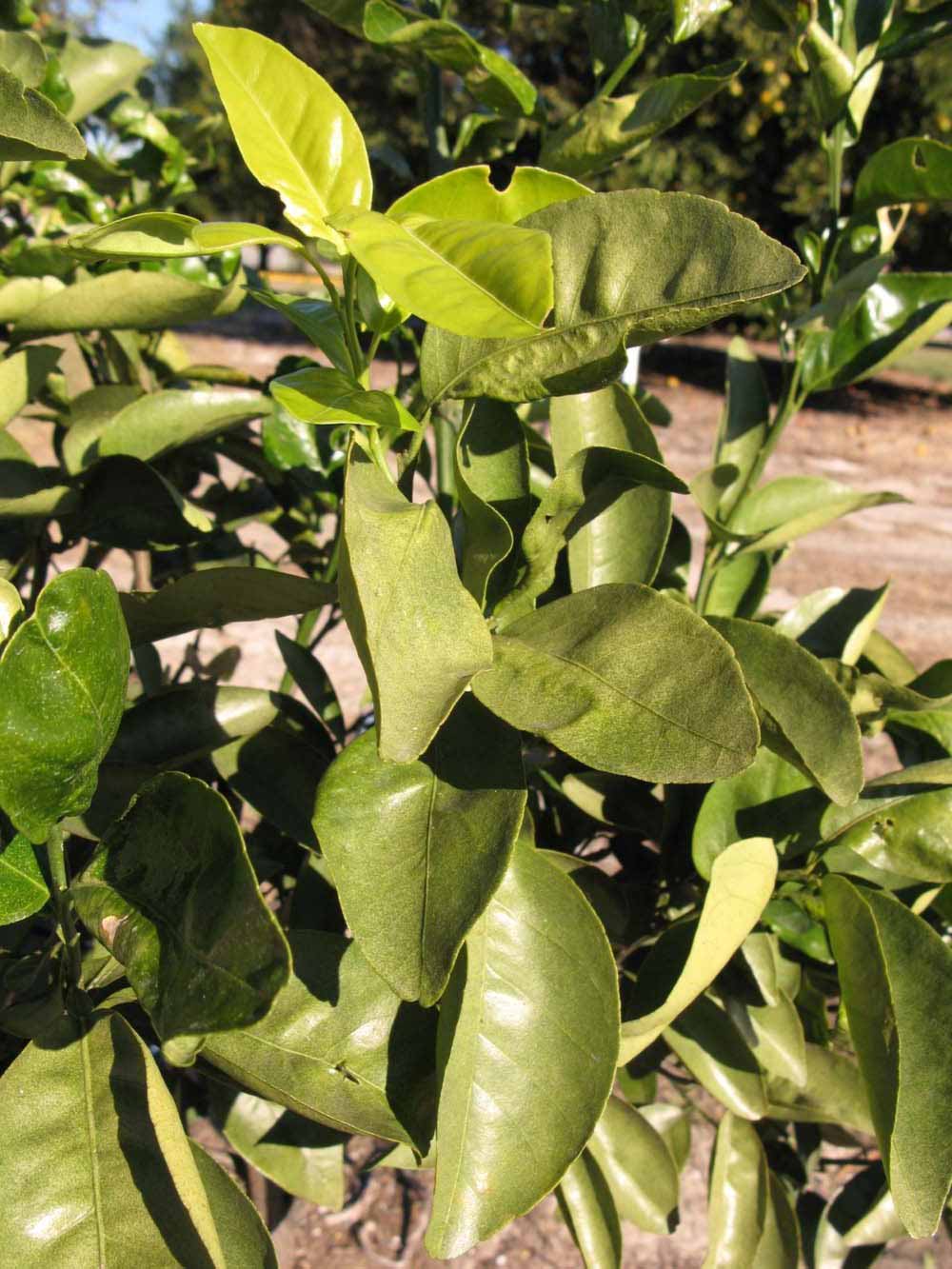            Sun leaves (Winter Haven, FL)   